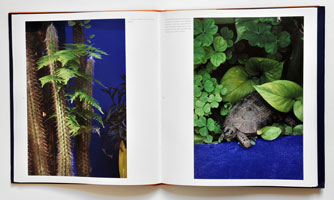 Majorelle