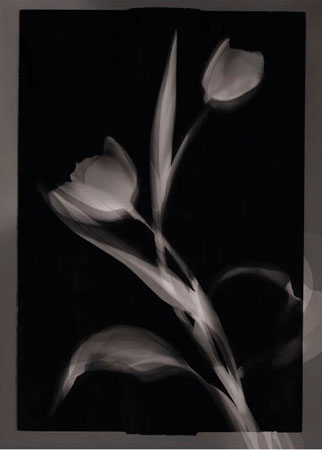 Photogrammes